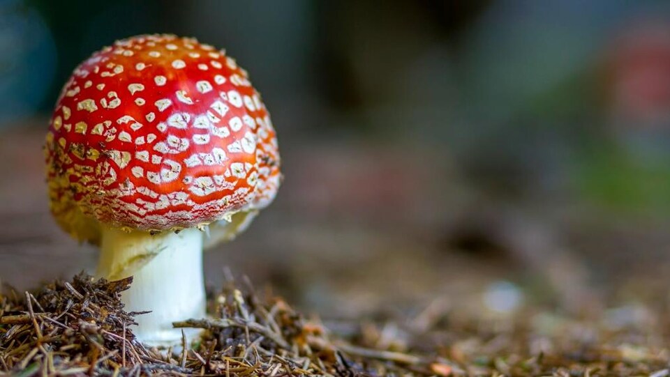 Un champignon vénéneux.