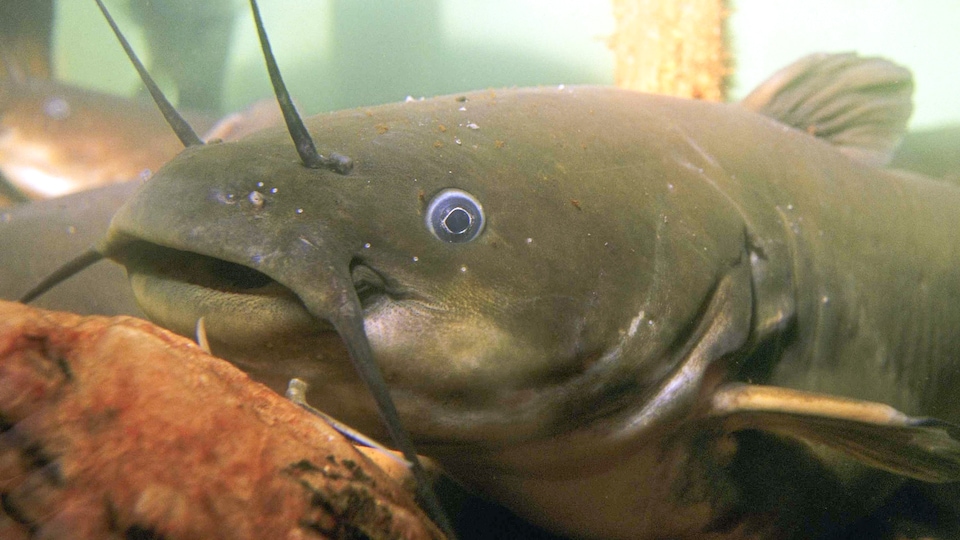 Un poisson au fond de l'eau