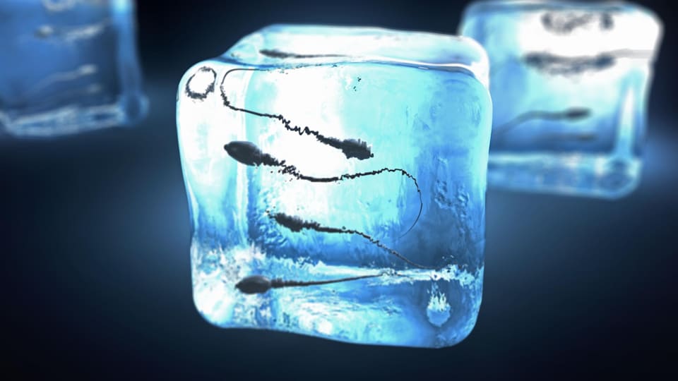 Illustration de spermatozoïdes emprisonnés dans un cube de glace.