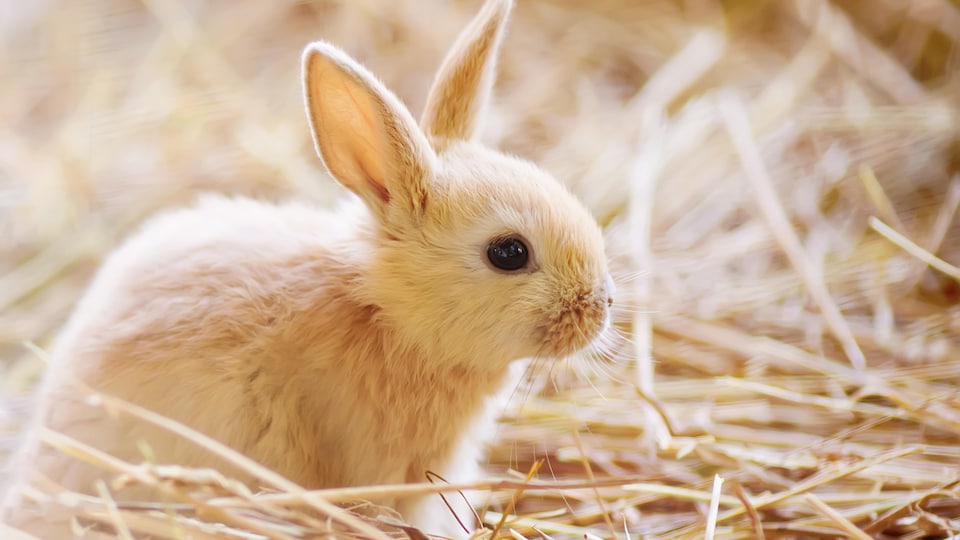 Un jeune lapin assis dans de la paille.