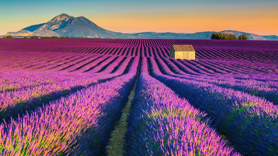 Un champ mauve ou s'enligne les plans de lavande. Une petite cabane est au milieu du champ et des montagnes sont à l'horizon.
