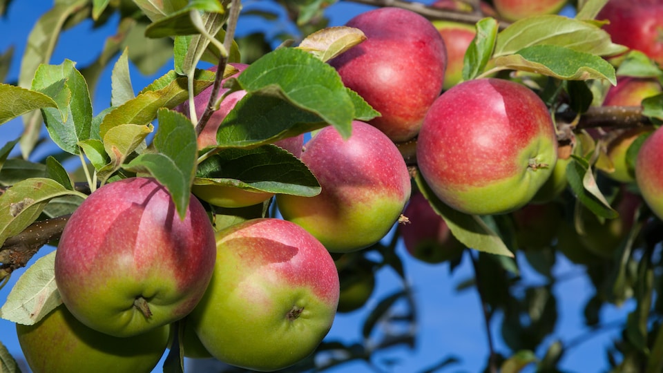 Des pommes McIntosh dans un arbre.