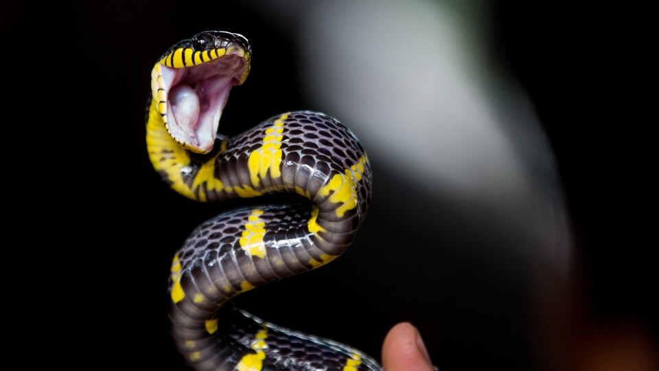 Le venin du serpent peut avoir des propriétés bénéfiques