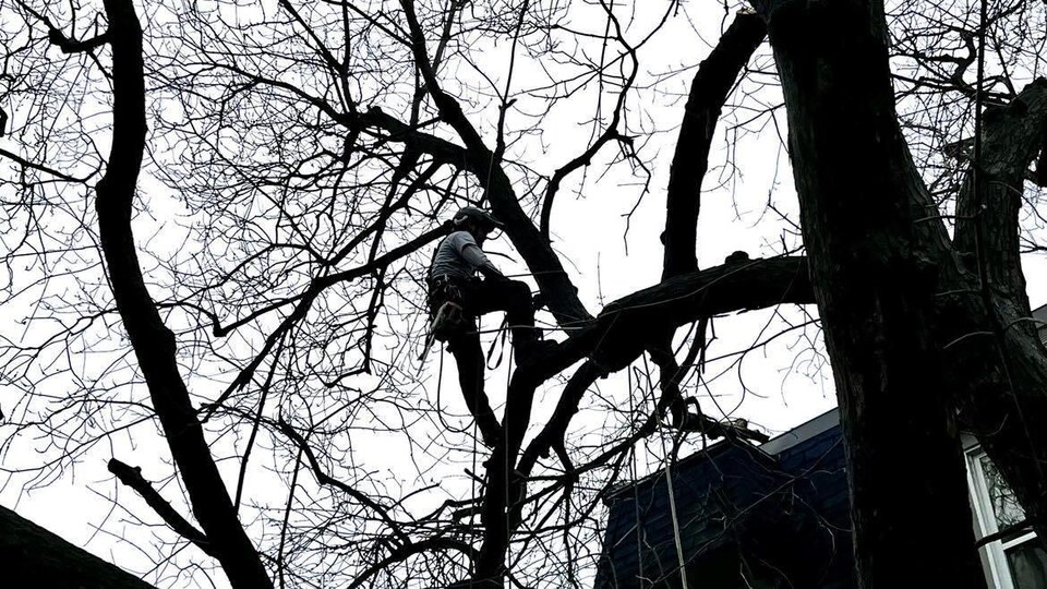 Un émondeur à la rescousse du voisinage