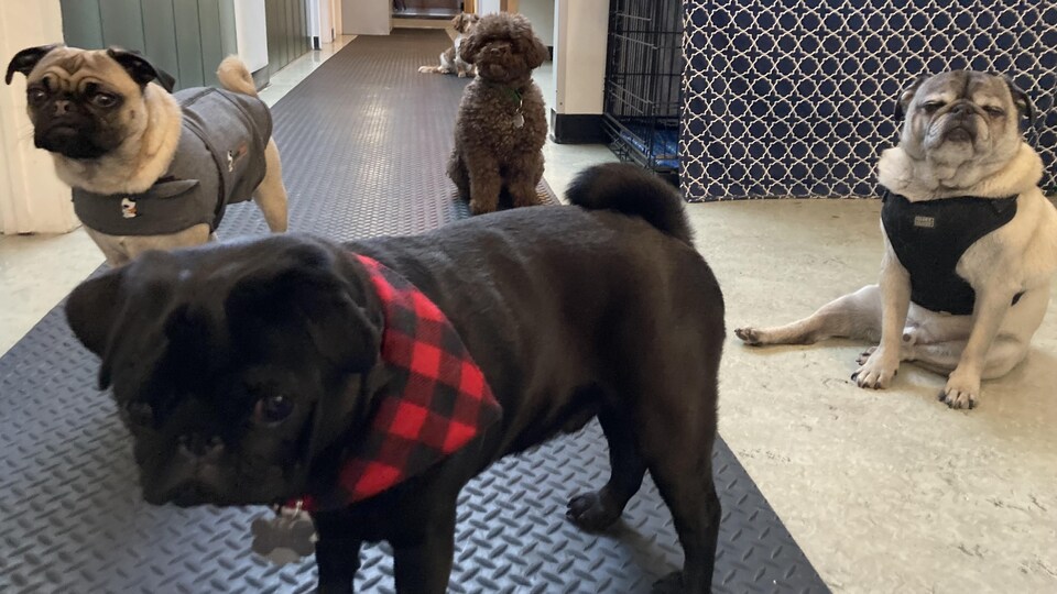 Quatre chiens dans les locaux de l'organisme Zoothérapie Québec.