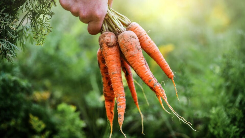 Des carottes tout juste sorties de la terre.