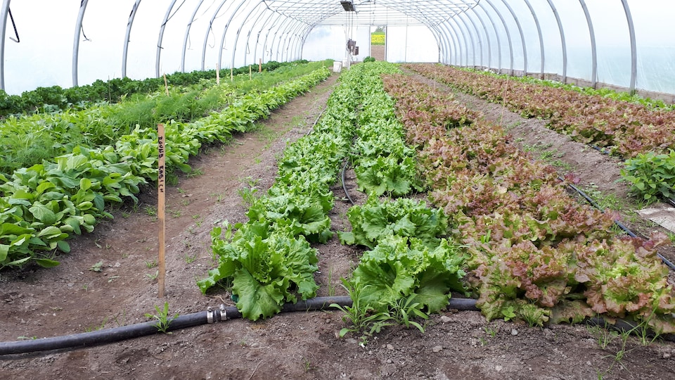 Les serres de la ferme Sanders de Compton