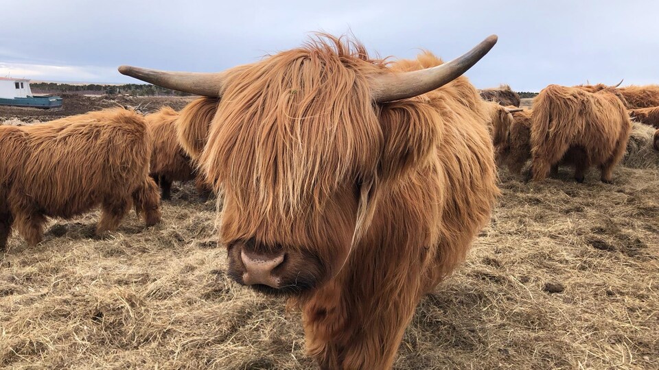 Les vaches Highlands | Estivaux, Corrèze