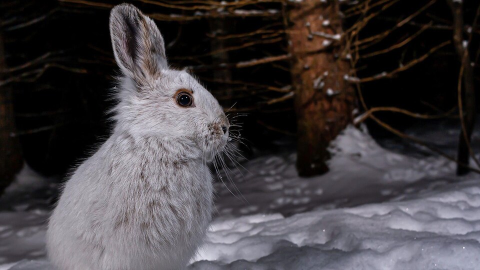 Un lièvre gris argenté, en forêt l'hiver, les pattes dans la neige.