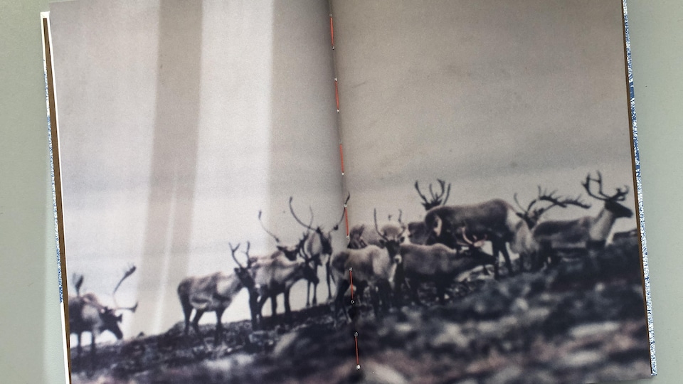 Une page du livre de photos d'Elena Perlino où l'on voit un troupeau de caribous.