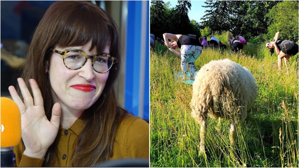 Des personnes vues de dos, penchées, font du yoga avec un mouton.