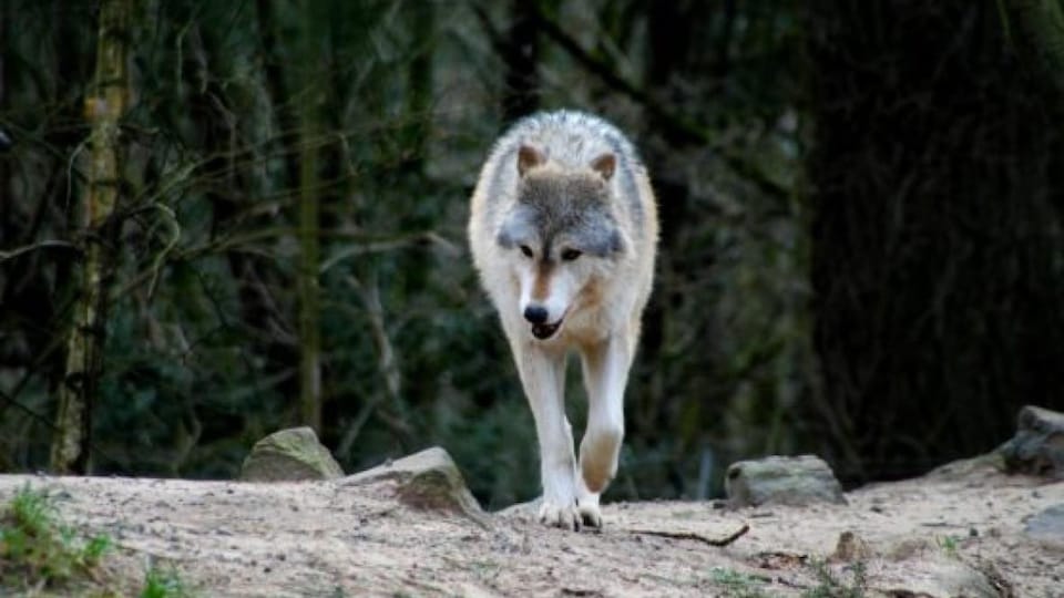 Un loup marche dans la forêt.