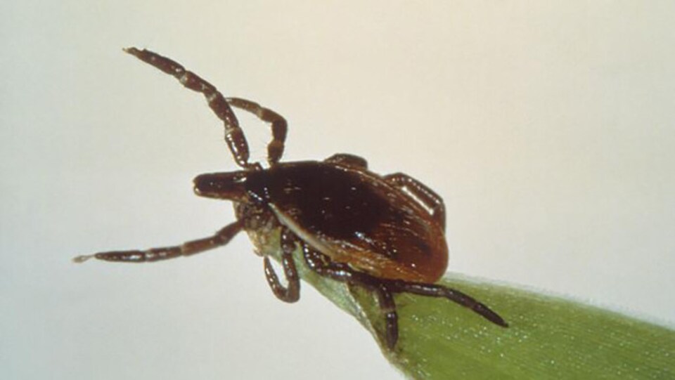 La tique responsable de la transmission de la maladie de Lyme
