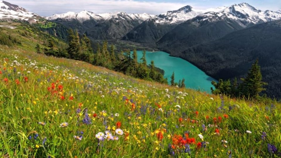 Un champ de fleurs sauvages avec un lac et des montagnes enneigées en arrière-plan.