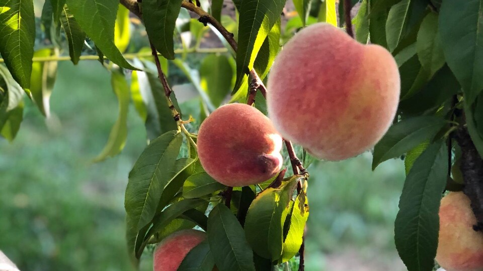 Des pêches dans un arbre.