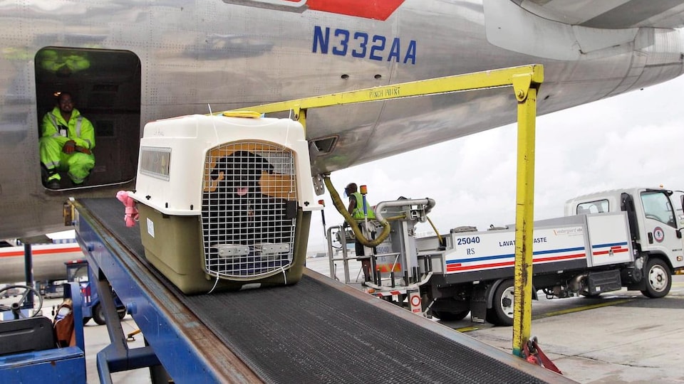 Une cage de transport avec un chien à l'intérieur est sortie de la soute d'un avion.