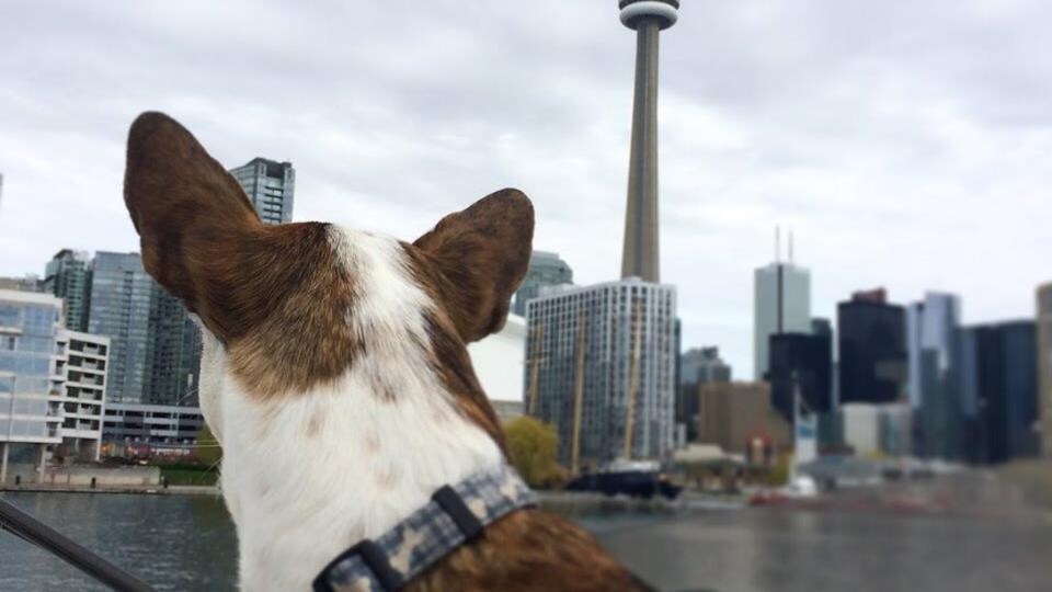 Un chien, de dos, qui regarde la tour CN à partir d'un bateau.