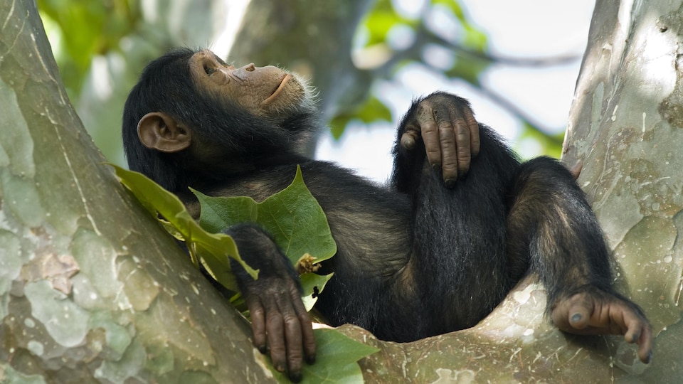 Un jeune chimpanzé se détend dans un arbre.