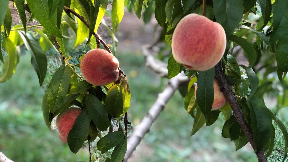 Des pêches dans un arbre.
