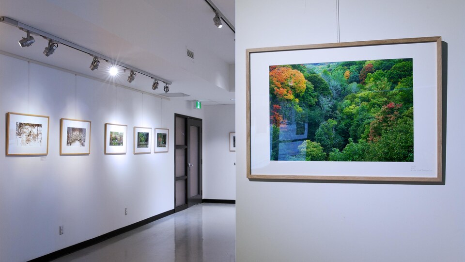 Des photos encadrées d'une forêt son accrochées aux murs d'une galerie d'art