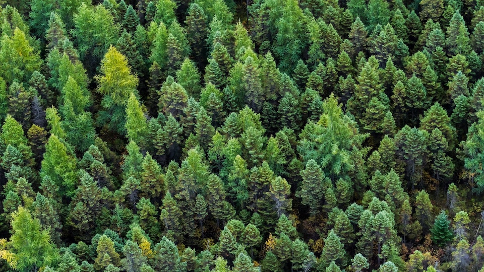 Vue aérienne de la forêt boréale canadienne.