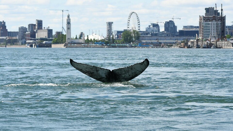 La queue d'une baleine à bosse sort de l'eau.