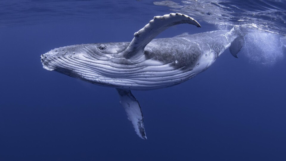Une baleine à bosse nage dans un océan.