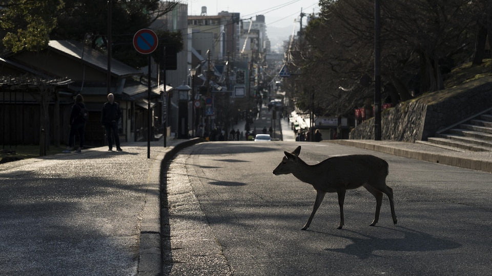 Un cerf fait une balade dans une rue de la ville de Nara, au Japon.