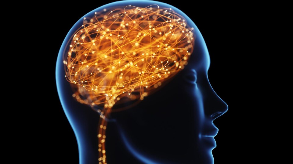 Une illustration du cerveau humain
