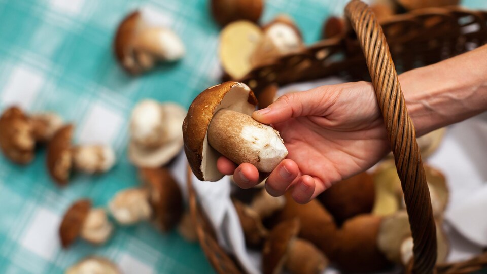 Une personne prend dans ses mains un champignon.