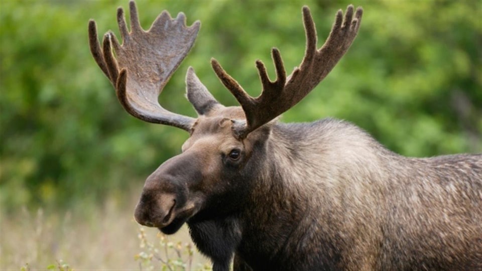 Un orignal est debout dans une forêt.