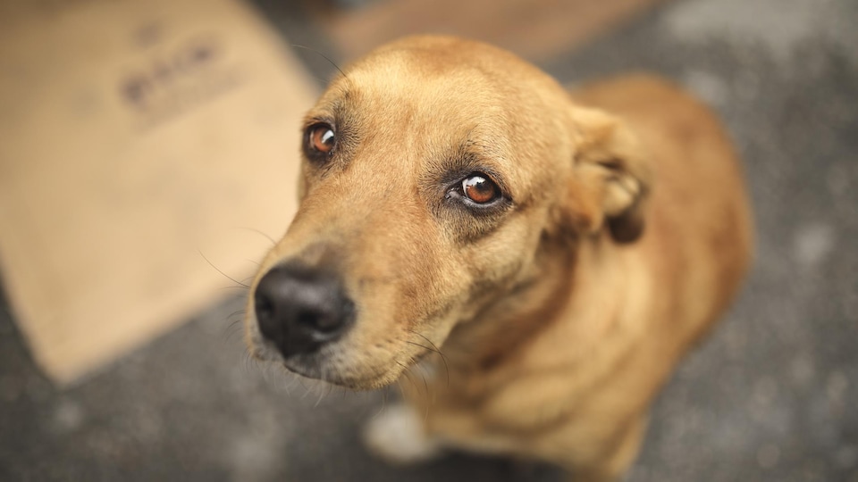 Un chien abandonné a le regard triste.