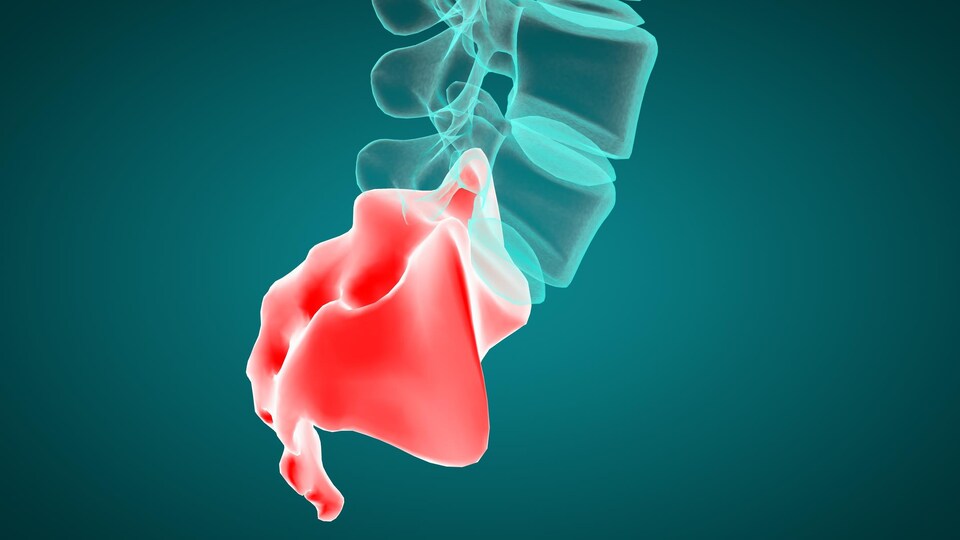 Une illustration en 3D du sacrum et du coccyx.