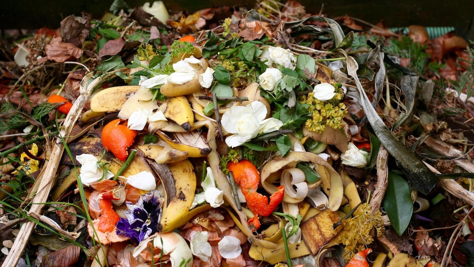Des aliments sont disposés dans un bac à compost.
