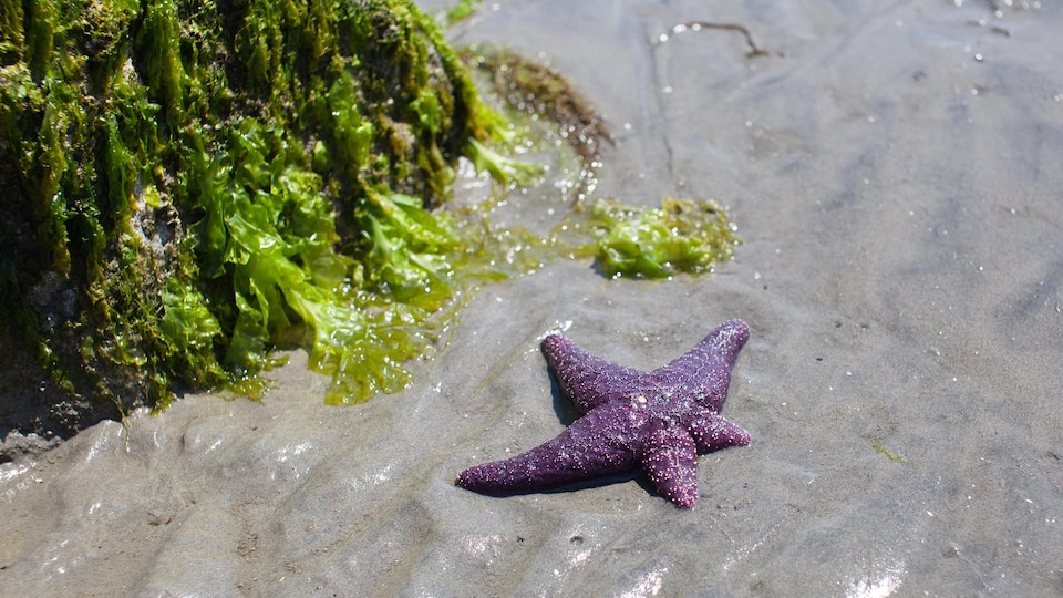 Une étoile de mer se trouve sur une plage.