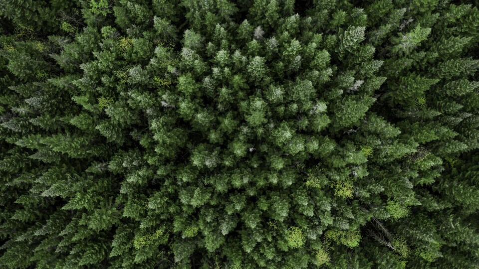 Une photo aérienne prise d'une forêt de conifères.