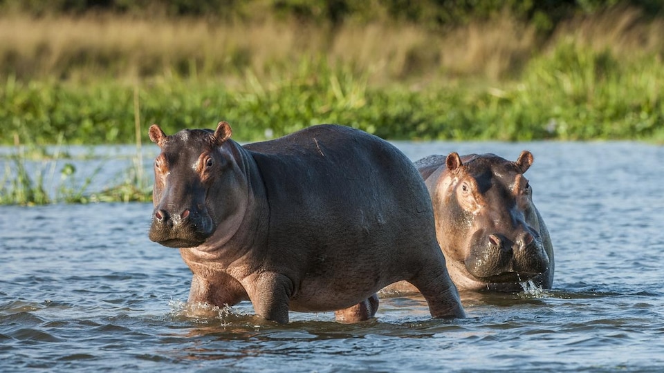 Les hippopotames, surtout grands et costauds à cause de leur peau