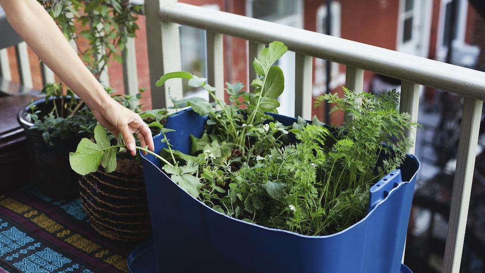 Une personne jardine sur son balcon.