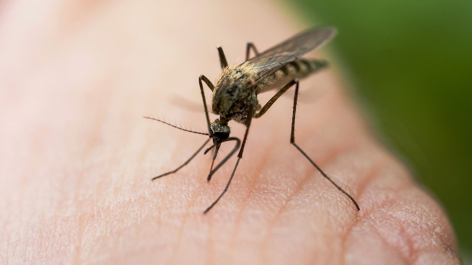 Un moustique se pose sur une main humaine.