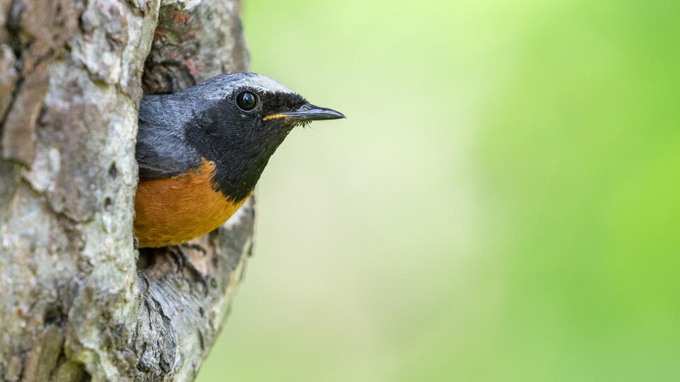Un oiseau sort la tête d'un arbre.