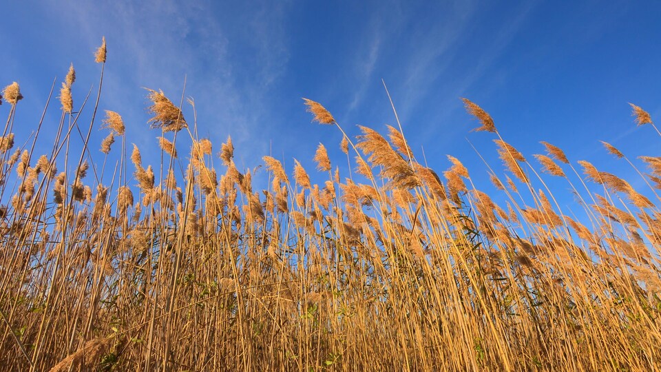Des phragmites sont balayés par le vent, avec un ciel bleu en arrière-plan.