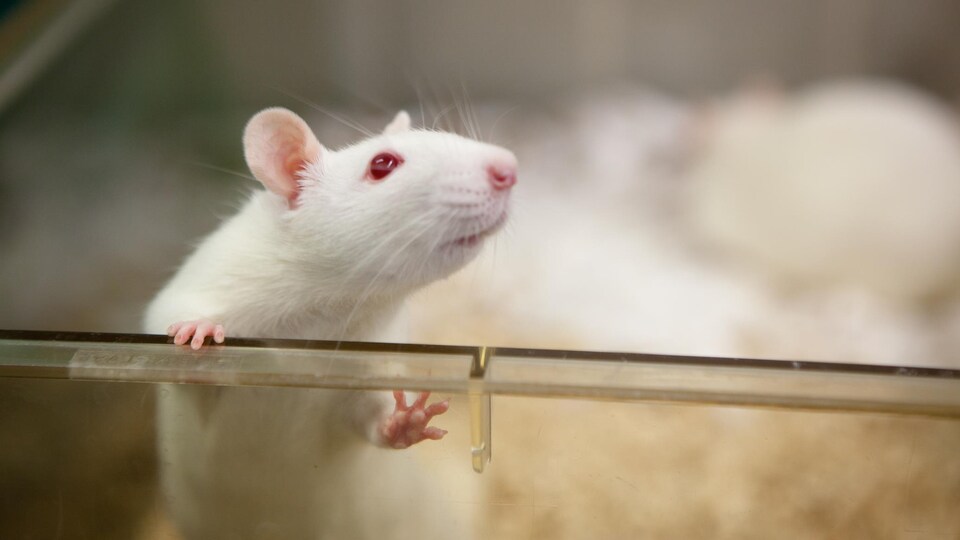 Un rat de laboratoire montre la tête hors de sa cage.