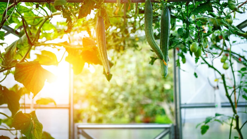 Le soleil perce les vitres d'une serre dans laquelle pousse des légumes.