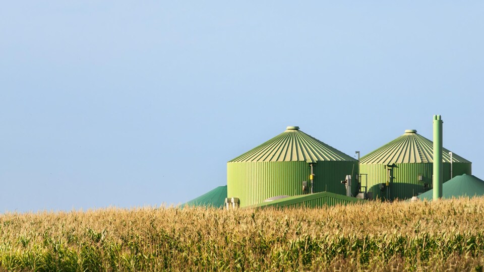 Une usine de biométhanisation se dresse dans un champ de maïs.