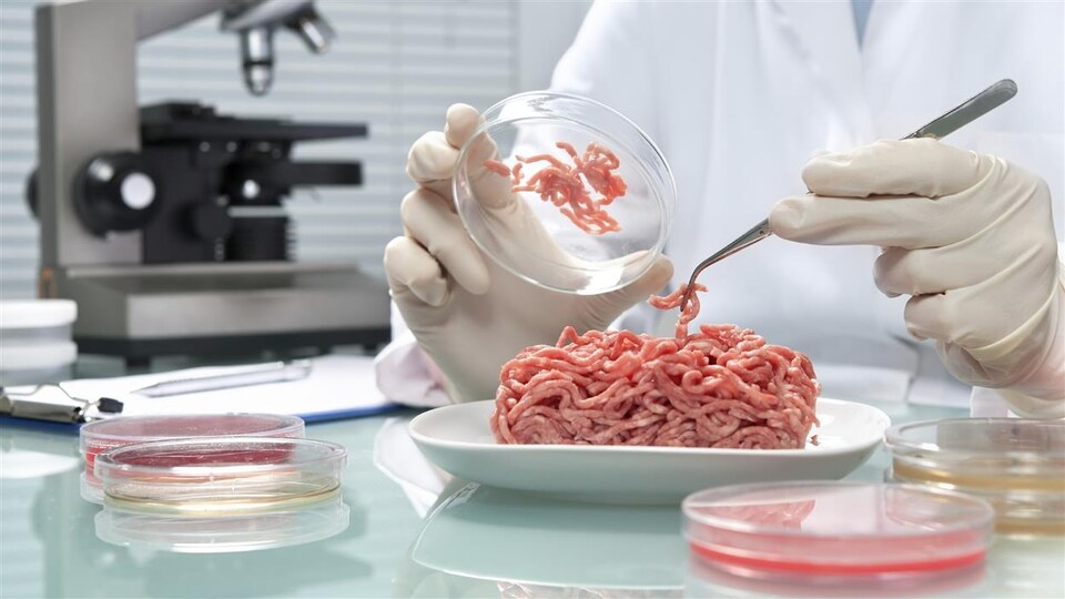 Un scientifique manipule de la viande hachée fabriquée en laboratoire.