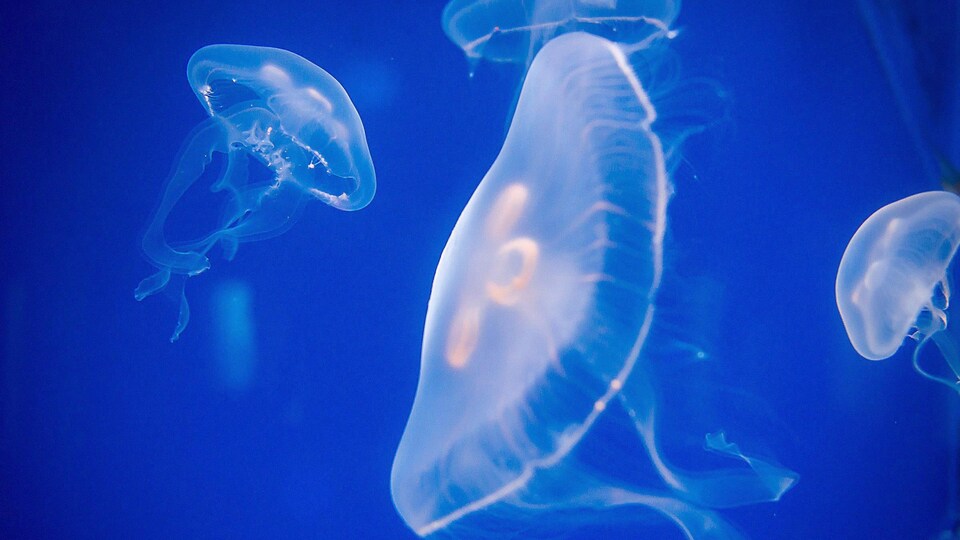 4  méduses qui flottent dans l'eau.