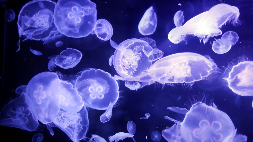 Des dizaines de méduses blanchâtres et translucides flottant sous une lumière bleue.