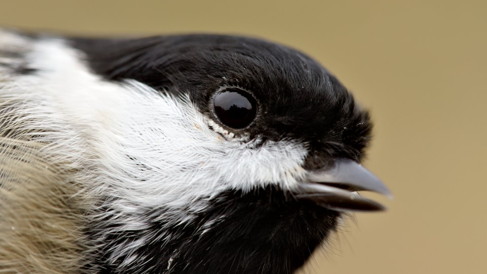 Passion ornithologie : s'initier à l'observation des oiseaux