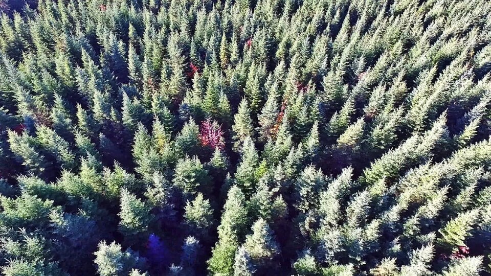 Une forêt au Nouveau-Brunswick vue du haut des airs.