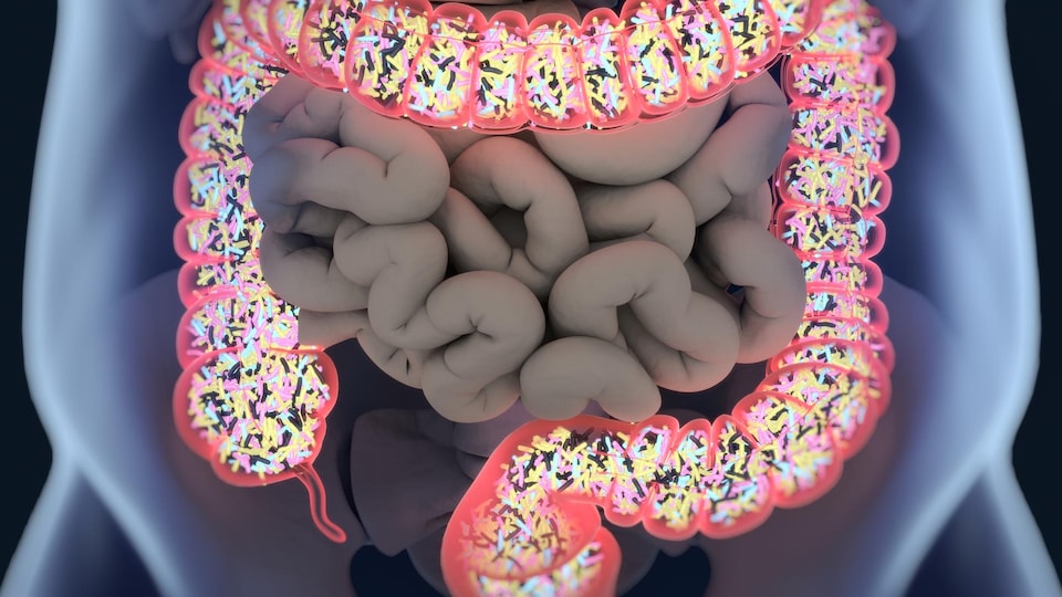 Illustration numérique représentant le microbiome du gros intestin.